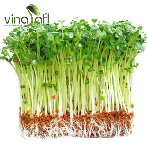 RAU MẦM CẢI CỦ TRẮNG 150g