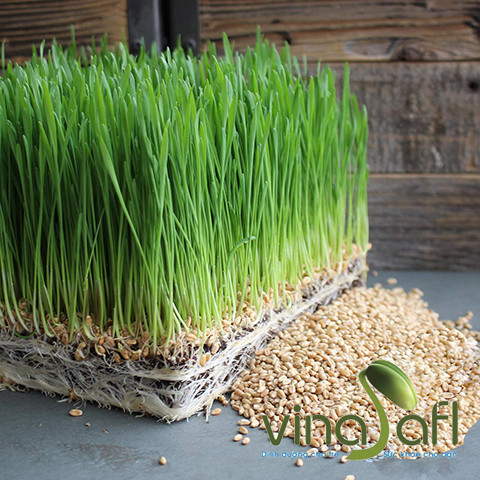 MẦM ĐẠI MẠCH 100g