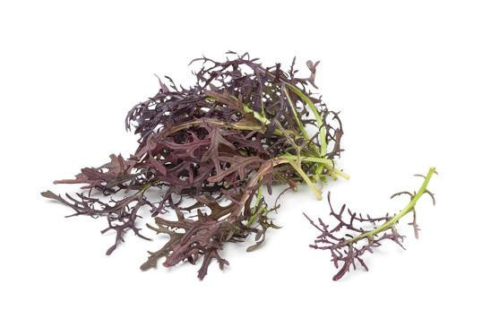 Mizuna đỏ babyleaf