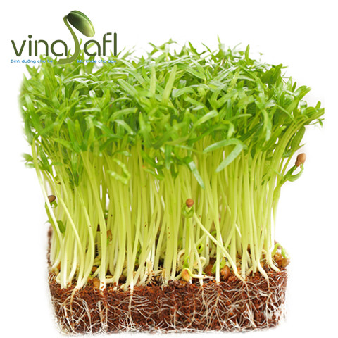 RAU MẦM RAU MUỐNG 130g