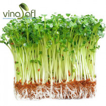 RAU MẦM CẢI CỦ TRẮNG 150g