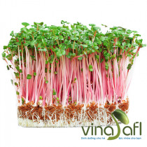 RAU MẦM CẢI CỦ ĐỎ 150g