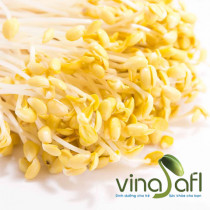 Giá đỗ tương 250g