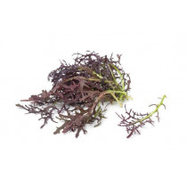 Mizuna đỏ babyleaf