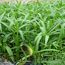 Rau Muống BabyLeaf 200g