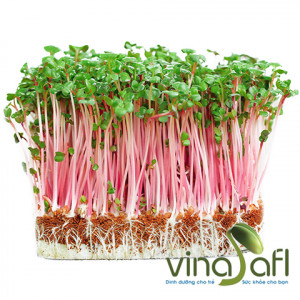 RAU MẦM CẢI CỦ ĐỎ 150g