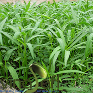 Rau Muống BabyLeaf 200g