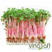 RAU MẦM CẢI CỦ ĐỎ 150g