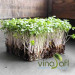 RAU MẦM CẢI NGỌT 120g