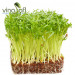 RAU MẦM RAU MUỐNG 130g